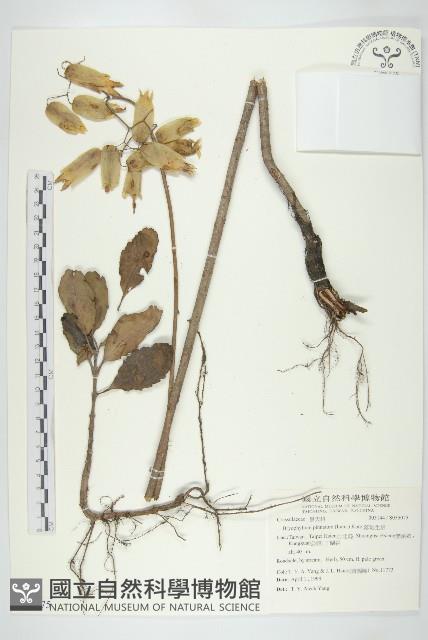 落地生根藏品圖，第1張