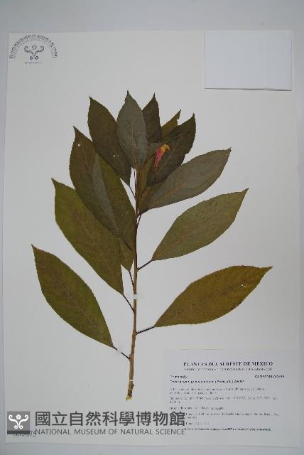 登錄號:S035075藏品圖，第1張