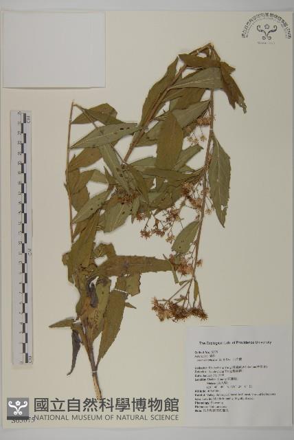 山白蘭藏品圖，第1張