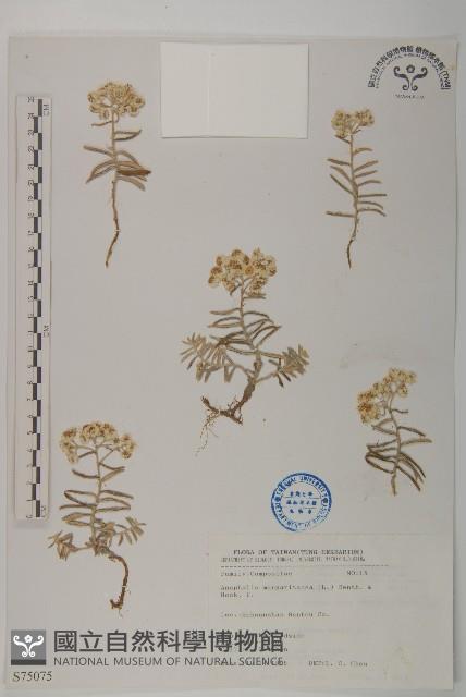 抱莖籟簫藏品圖，第1張