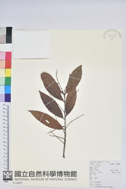 黃背越橘藏品圖，第1張