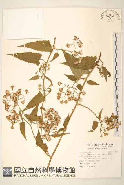 蔓黃菀藏品圖，第1張