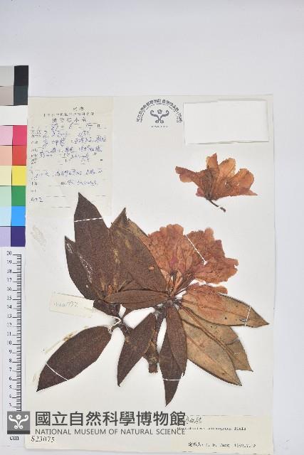 腺房杜鵑藏品圖，第1張