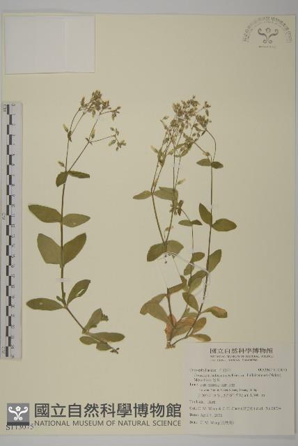 卷耳藏品圖，第1張