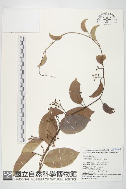 亨利氏伊立基藤藏品圖，第1張