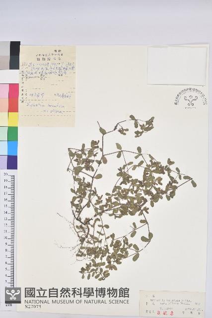 地錦草藏品圖，第1張