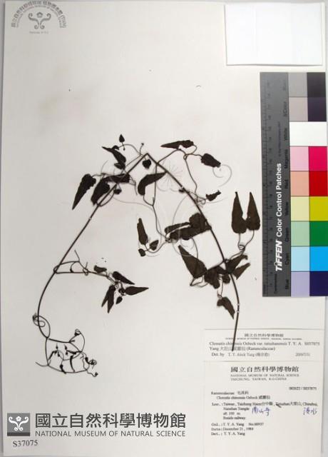 大肚山威靈仙藏品圖，第1張