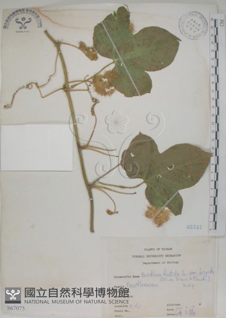 毛西番蓮藏品圖，第1張