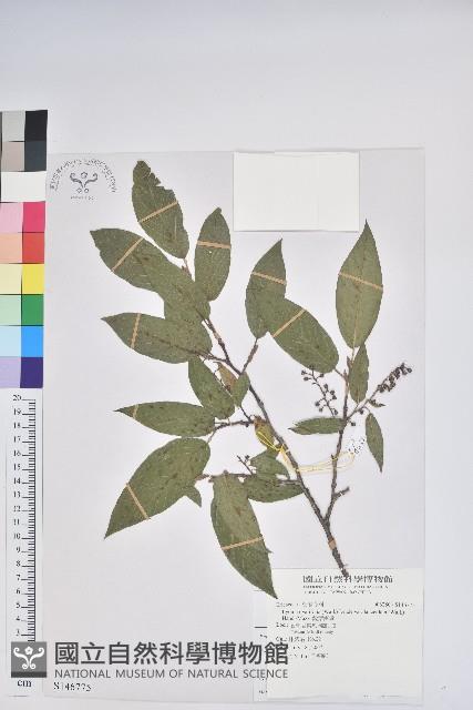 銳葉南燭藏品圖，第1張