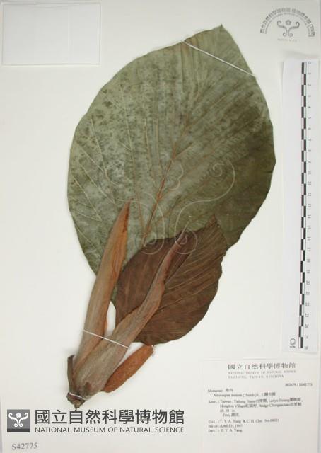 Bread-fruit Tree Collection Image