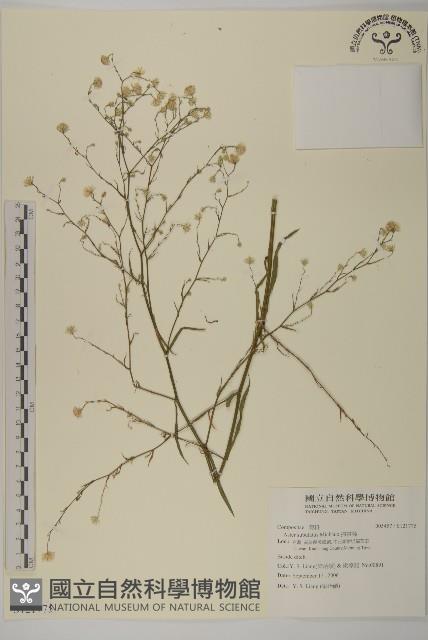 掃帚菊藏品圖，第1張