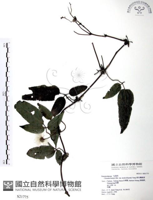 森氏鐵線蓮藏品圖，第1張