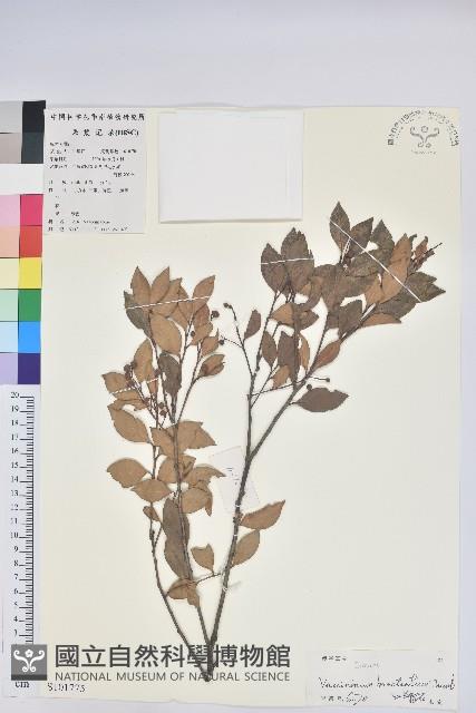 米飯花藏品圖，第1張