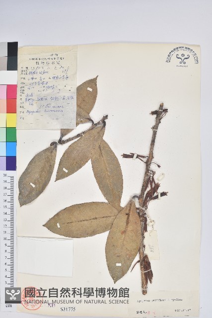 毛花樹蘿蔔藏品圖，第1張