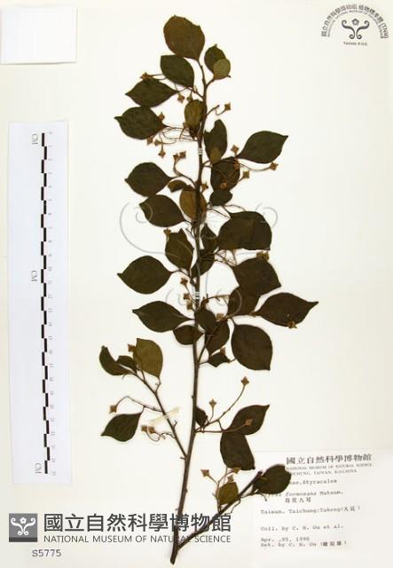 烏皮九芎、奮起湖野茉莉藏品圖，第1張