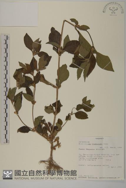 登錄號:S095775藏品圖，第1張