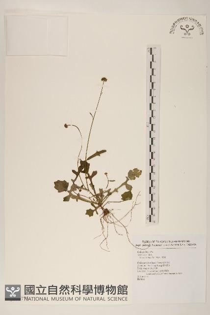 矮菊藏品圖，第1張