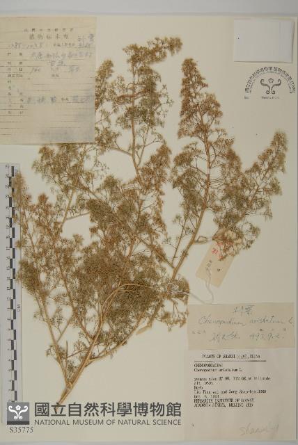 刺藜藏品圖，第1張