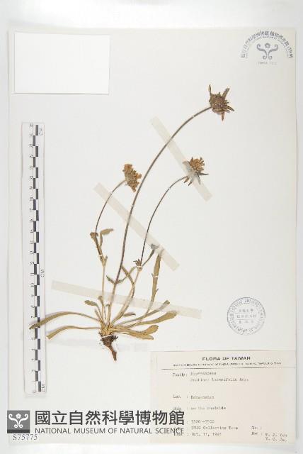 玉山山蘿蔔藏品圖，第1張