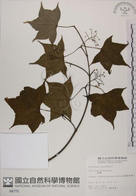 青楓藏品圖，第1張