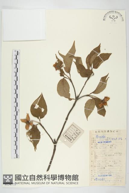 頭狀四照花藏品圖，第1張