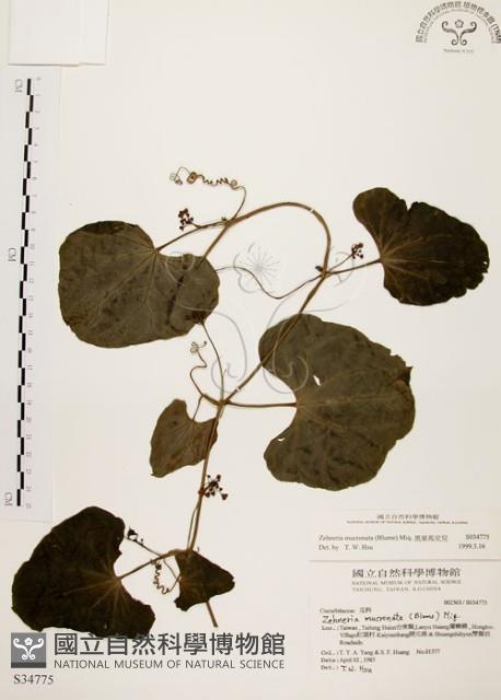 黑果馬交兒藏品圖，第1張