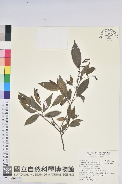 南投五月茶藏品圖，第1張