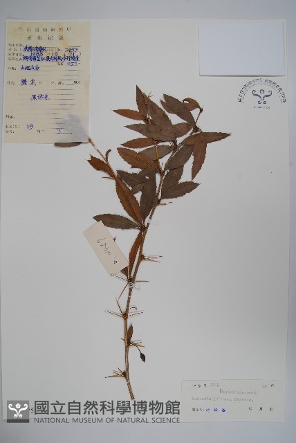 濠豬刺藏品圖，第1張