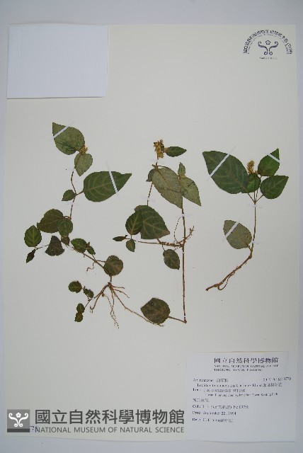 卵葉鱗球花藏品圖，第1張
