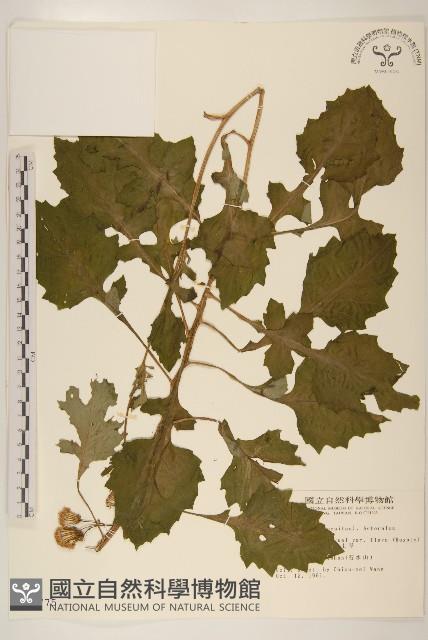 黃花三七草藏品圖，第1張