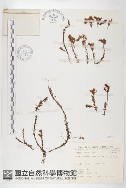 玉山佛甲草藏品圖，第1張