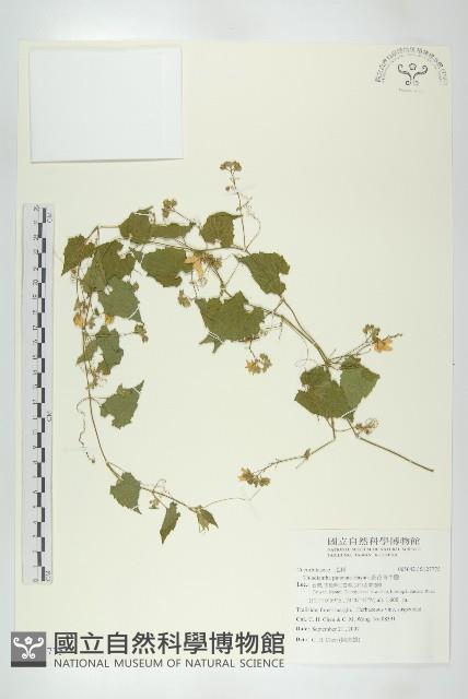 斑花青牛膽藏品圖，第1張