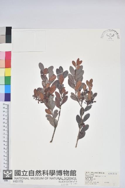 凹葉越橘藏品圖，第1張