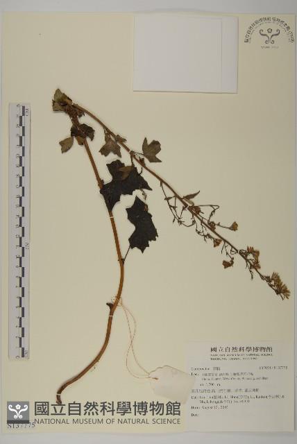 登錄號:S137775藏品圖，第1張