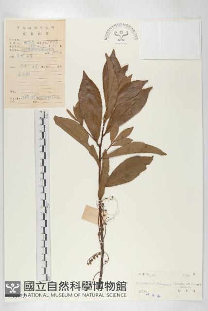 華杜英藏品圖，第1張