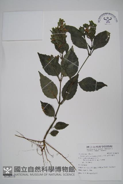 直立半插花藏品圖，第1張