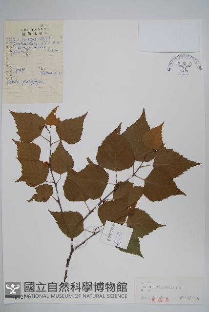 白樺、粉樺、臭樺藏品圖，第1張