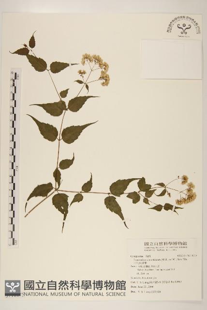 田代氏澤蘭藏品圖，第1張