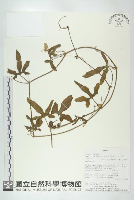 登錄號:S096275藏品圖，第1張