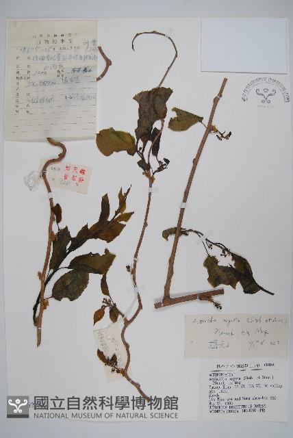 軟棗獼猴桃藏品圖，第1張