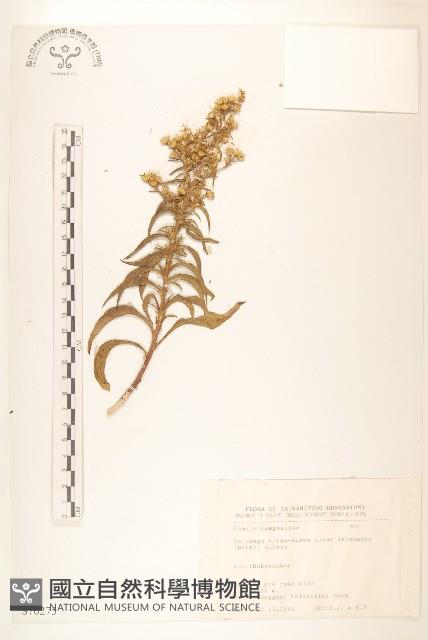 一枝黃花藏品圖，第1張