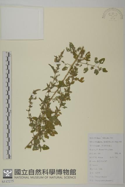 灰綠藜藏品圖，第1張