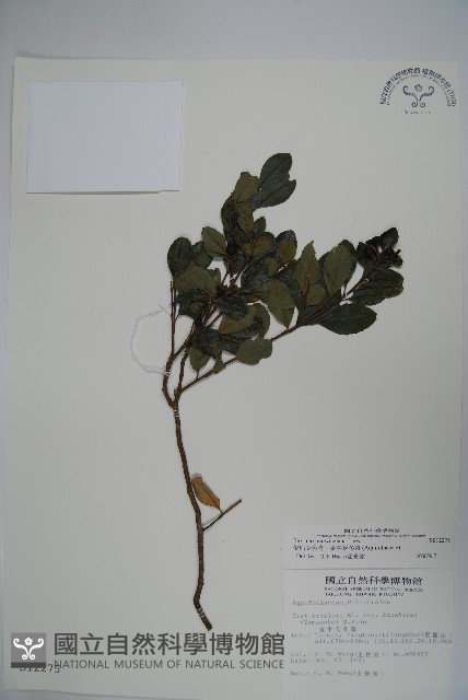 倒卵葉冬青、金平氏冬青藏品圖，第1張