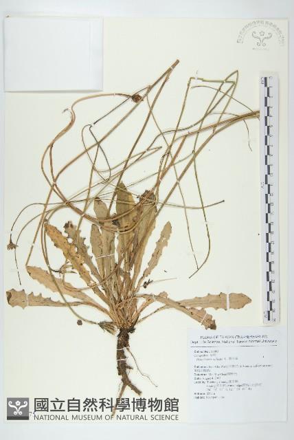 貓兒菊藏品圖，第1張