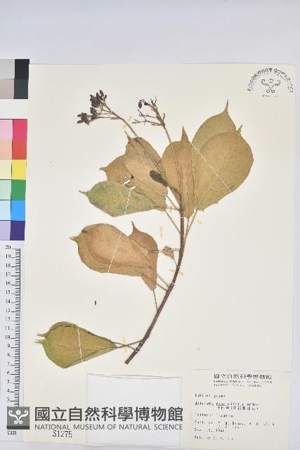 琴葉櫻藏品圖，第1張