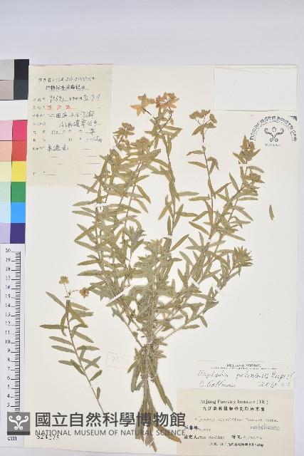 大戟藏品圖，第1張