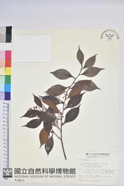 珍珠花、長尾葉越橘藏品圖，第1張