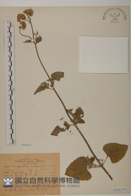 紫花霍香薊藏品圖，第1張