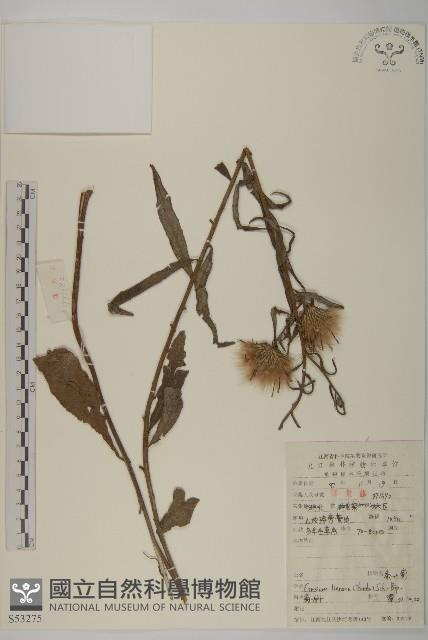 華薊藏品圖，第1張