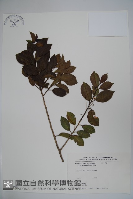 刻脈冬青藏品圖，第1張
